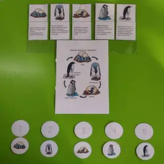 Zhivoten ciklus na pingvinite 18
