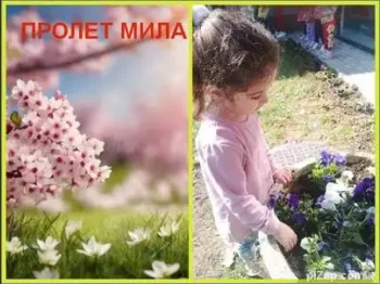 Пролетно садење на цвеќе 25-03-2025 - слика 1